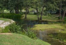 The Sultan’s Sons Family Tensions and Royal Favorites